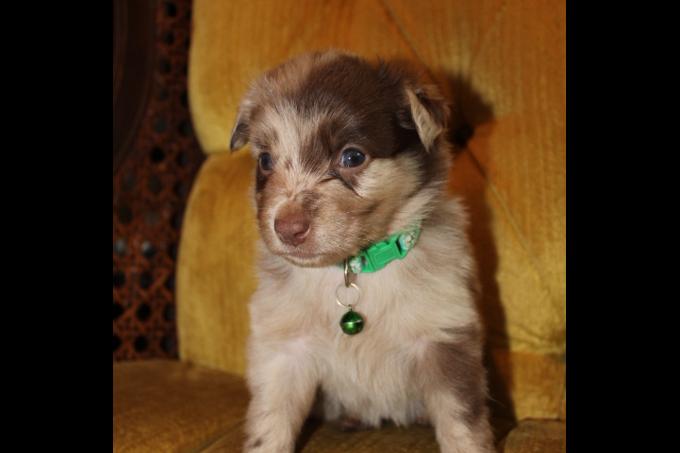 Miniature Australian Shepherd