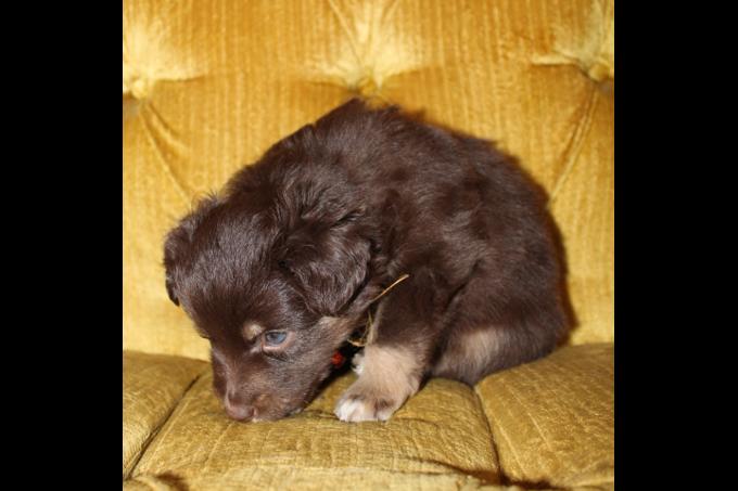 Miniature Australian Shepherd