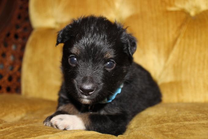Miniature Australian Shepherd