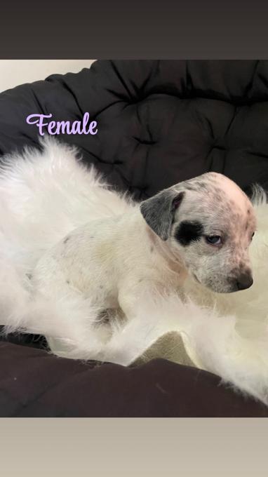 Blue Heeler