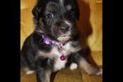 Miniature Australian Shepherd