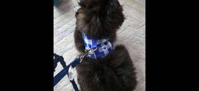 Pomapoo