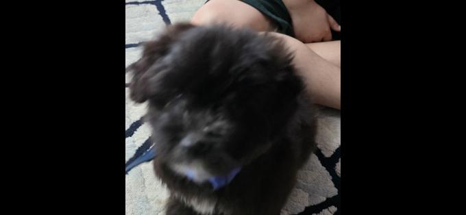 Pomapoo