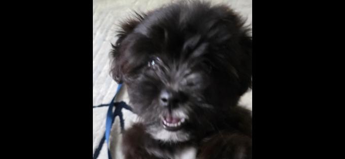 Pomapoo