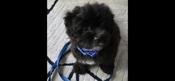 Pomapoo
