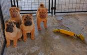 Chinese Shar - Pei Puppies