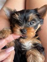 Yorkshire Terrier