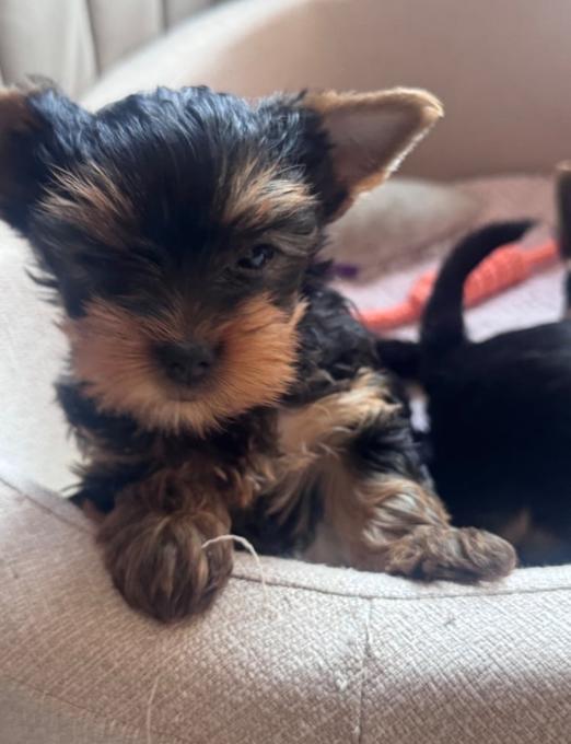 Yorkshire Terrier