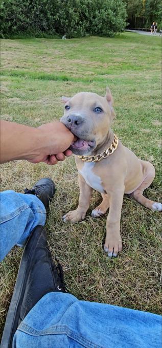 American bully