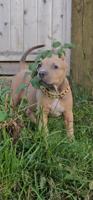 American bully