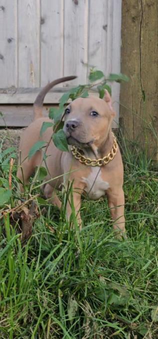 American bully