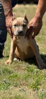 American bully