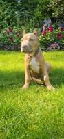 American bully