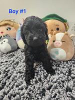 Cockapoo