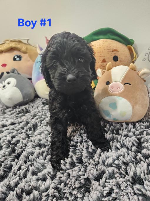Cockapoo