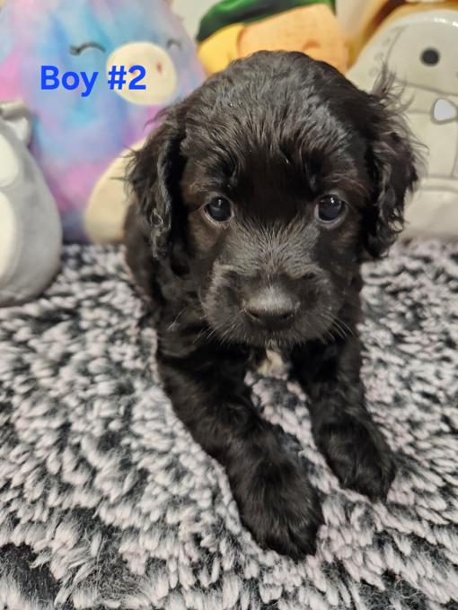 Cockapoo