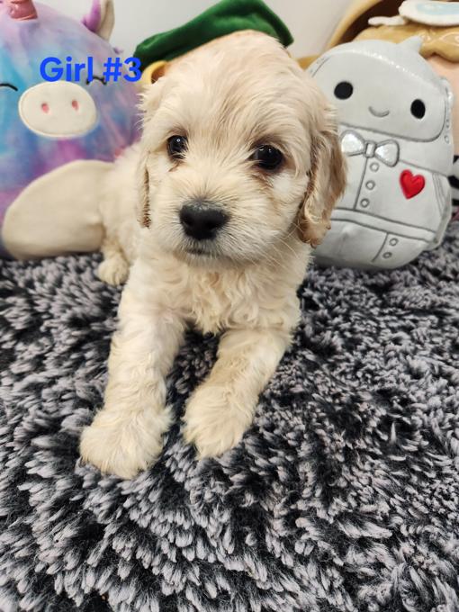 Cockapoo