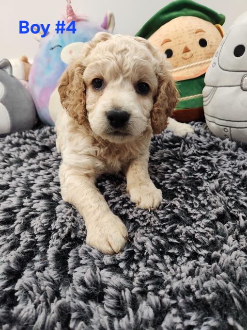 Cockapoo