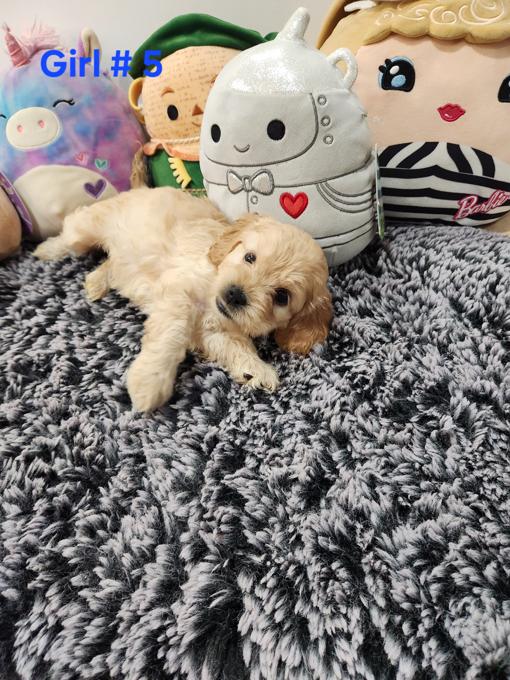 Cockapoo