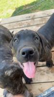 Presa Canario