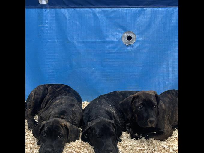 Presa Canario