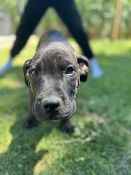 Presa Canario