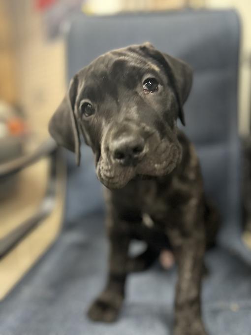 Presa Canario