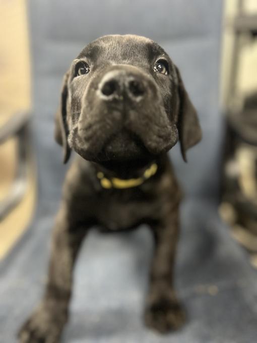 Presa Canario