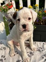 Boxer