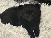Pomchi
