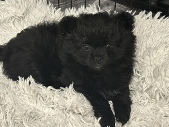 Pomchi
