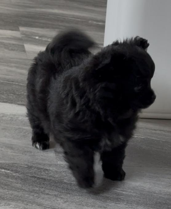 Pomchi