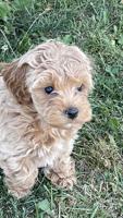 Cockapoo