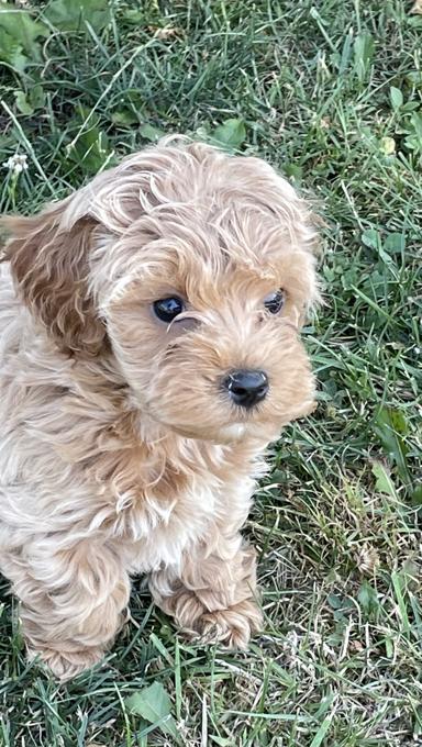 Cockapoo