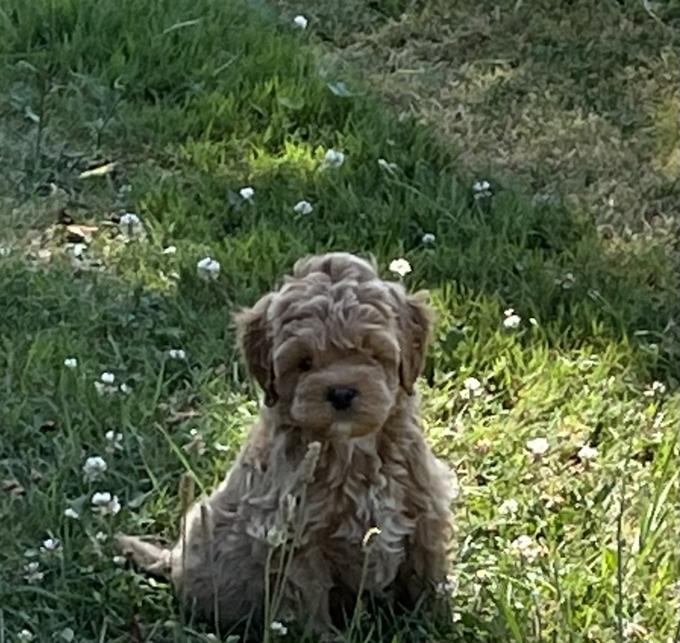 Cockapoo