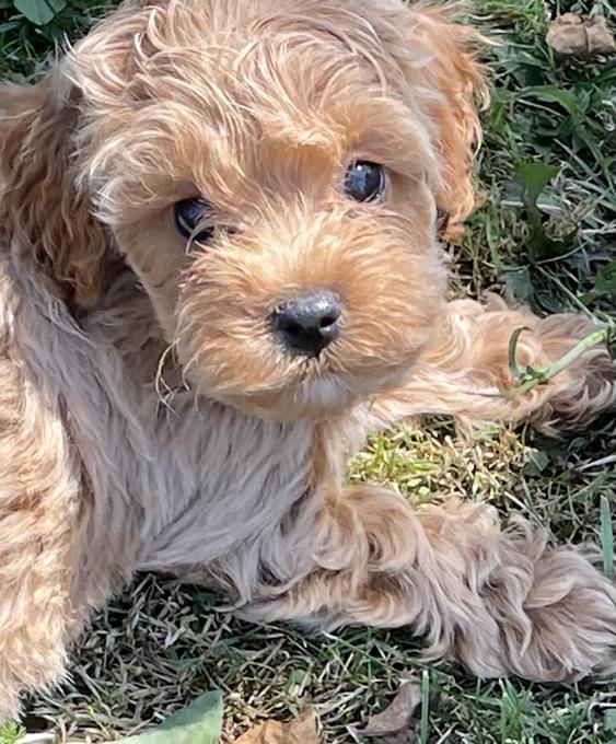 Cockapoo