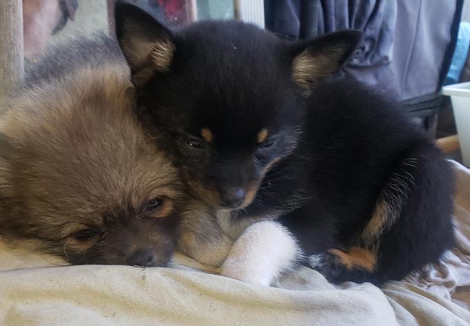 Pomeranian Chihuahua