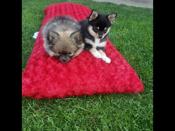 Pomeranian Chihuahua