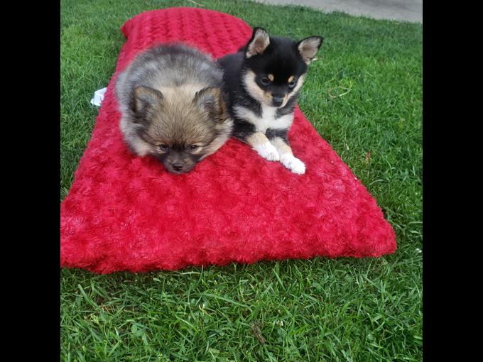 Pomeranian Chihuahua