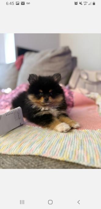 Pomeranian Chihuahua