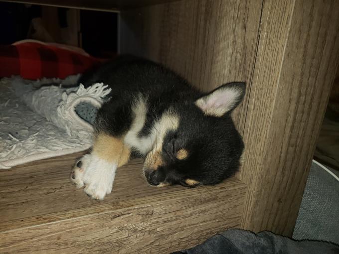Pomeranian Chihuahua