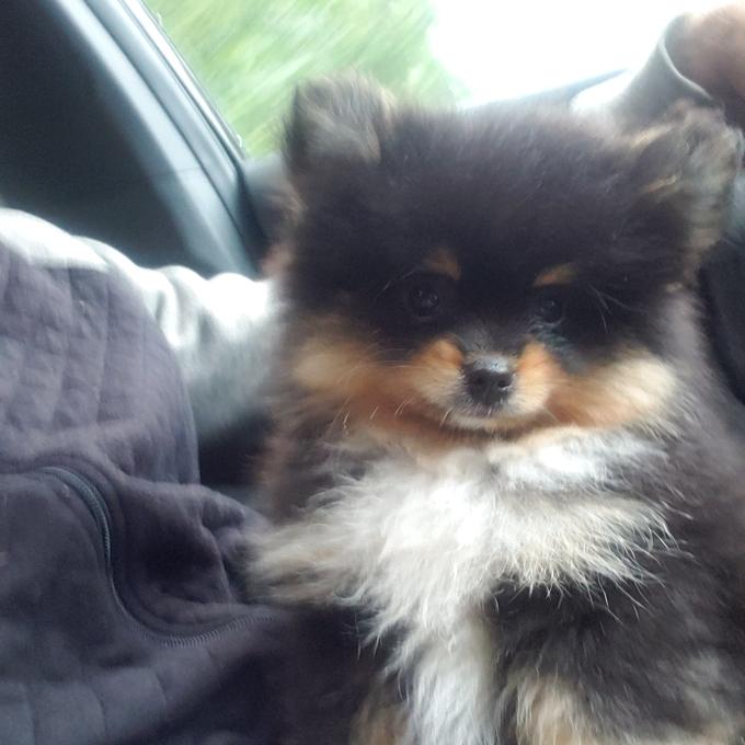Pomeranian Chihuahua