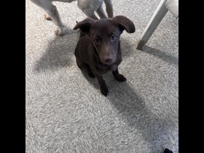 Labrador retriever
