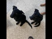 Labrador retriever