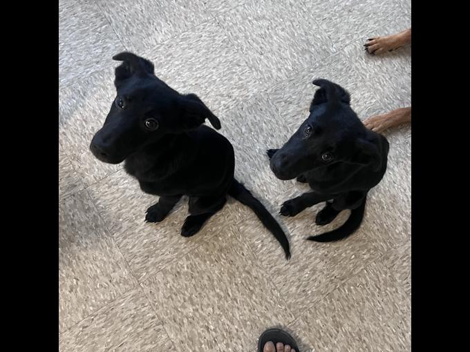 Labrador retriever