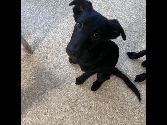 Labrador retriever