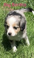 Toy Australian shepherd