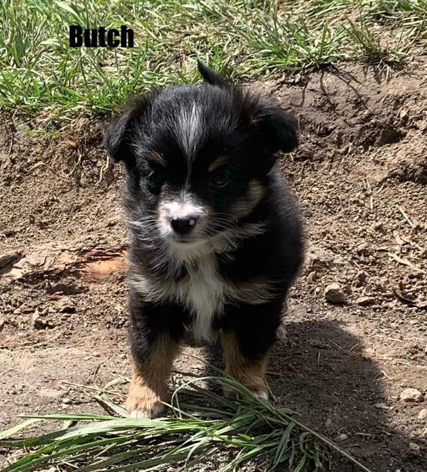 Toy Australian shepherd