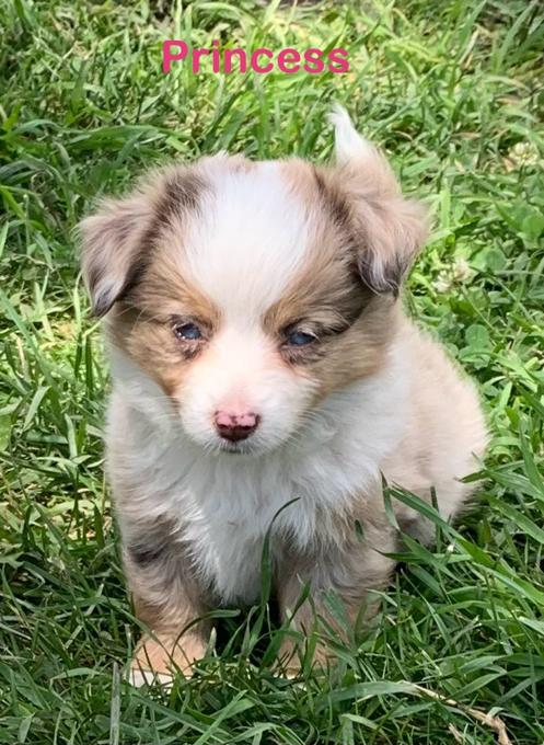 Toy Australian shepherd