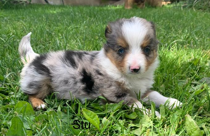 Toy Australian shepherd